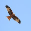 IMG_3038 Red Kite.JPG